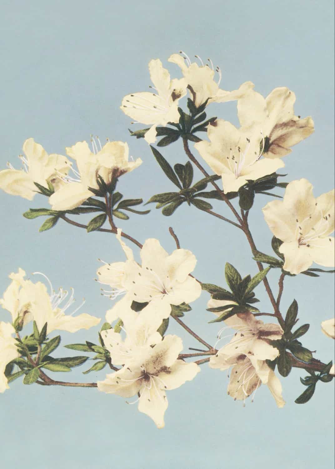 Azalie japońskie autorstwa Ogawy Kazumasy plakat