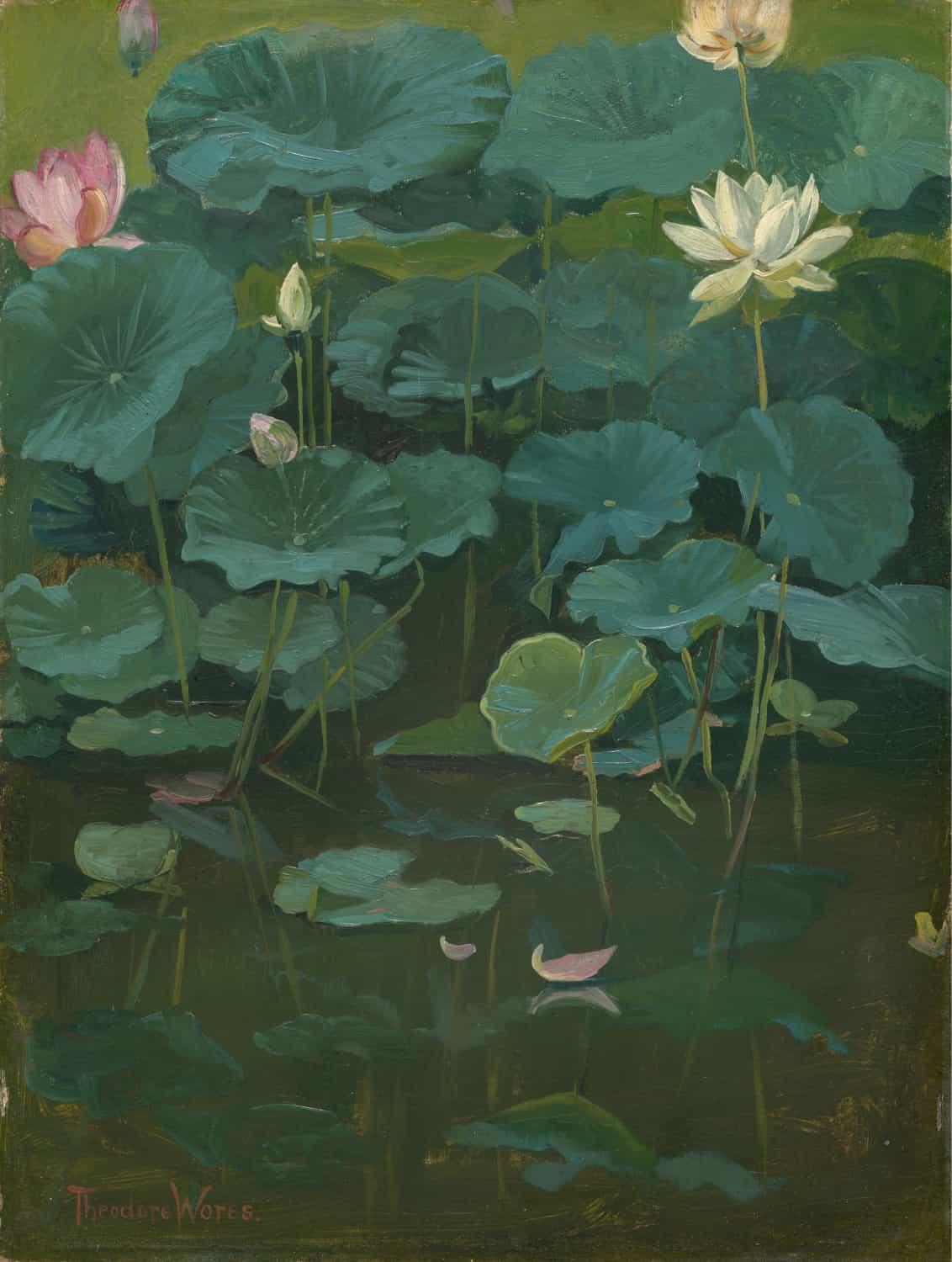 Buddha's Flowers: Lotus, Tokyo by Theodore Wores poster