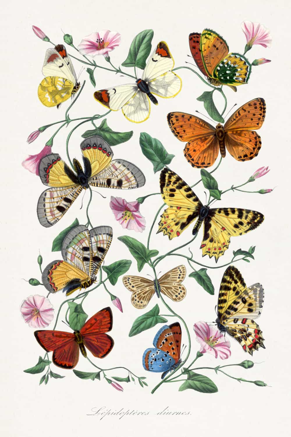 Butterfly & moth by Paul Gervais poster